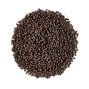 Kusha Mustard Seeds