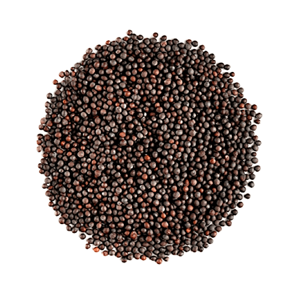 Kusha Mustard Seeds